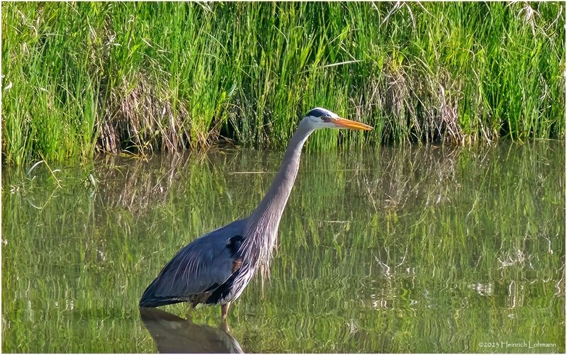 K4232729-Great Blue Heron.jpg