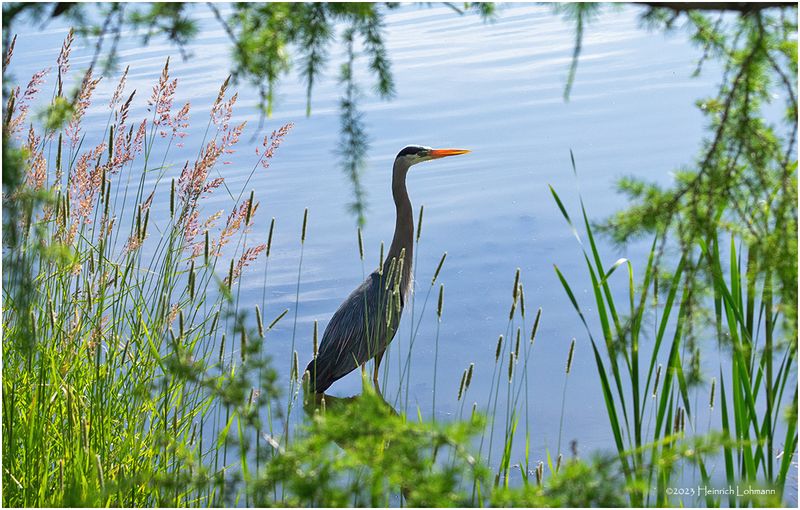 K4232734-Great Blue Heron.jpg