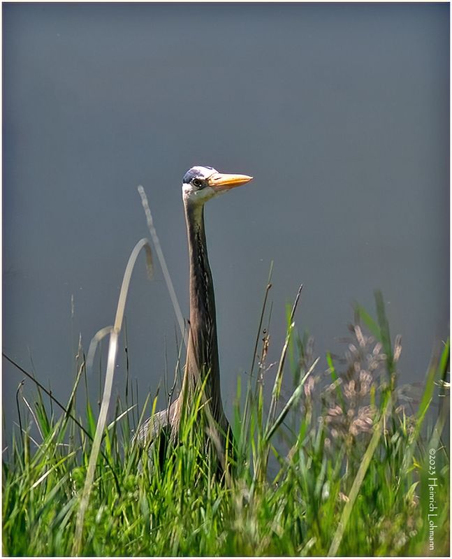 K4232758-Great Blue Heron.jpg