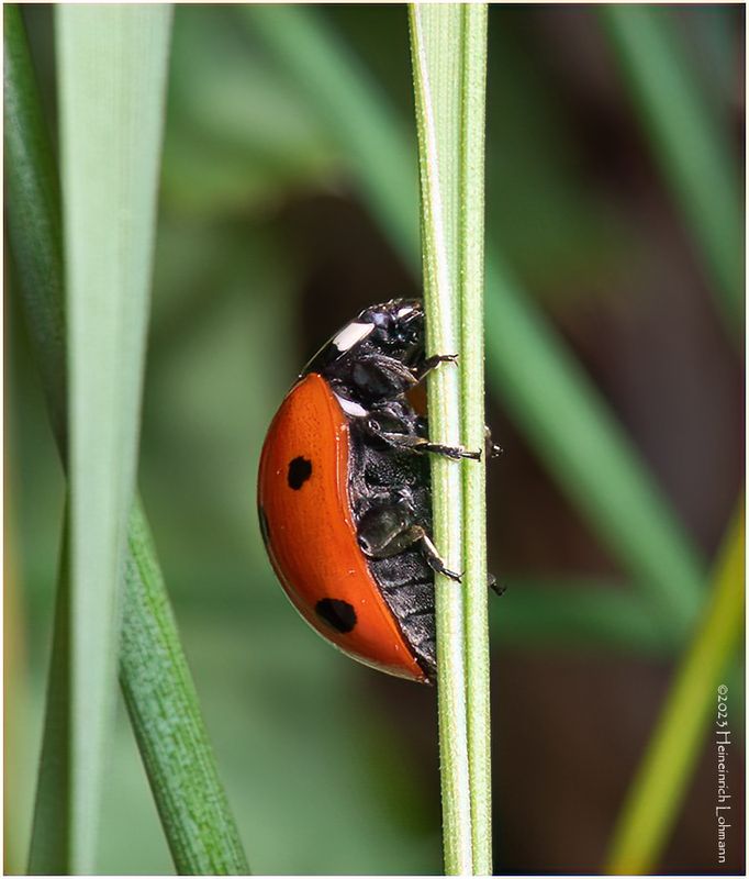 KF001274-Lady Bug.jpg