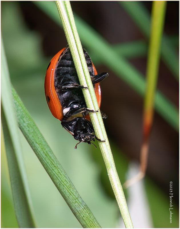 KF001276-Lady Bug.jpg