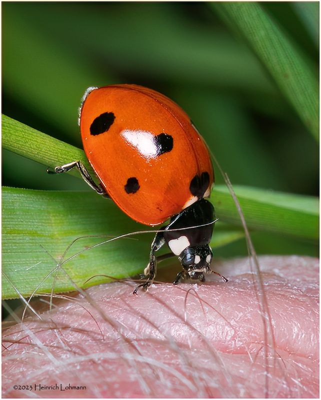 KF001277-Lady bug.jpg