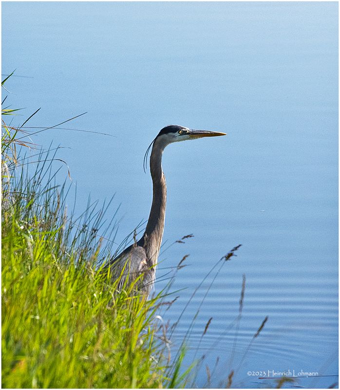 K4232776-Great Blue Heron.jpg