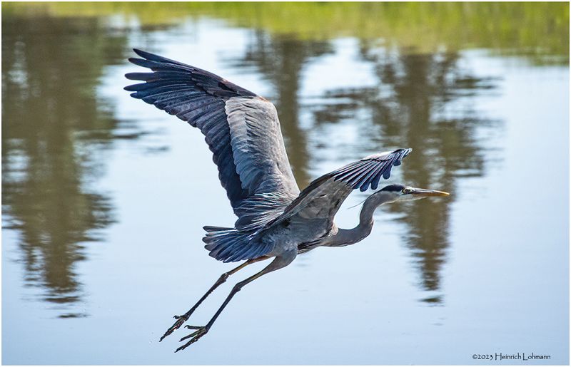 K4232780-Great Blue Heron.jpg