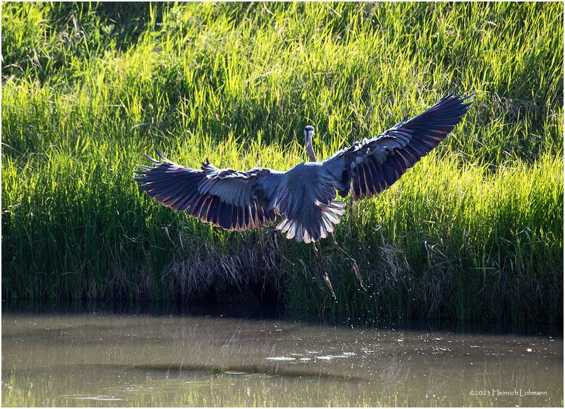 K4232787-Great Blue Heron.jpg