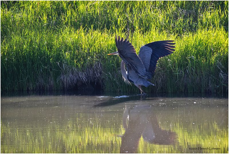 K4232789-Great Blue Heron.jpg
