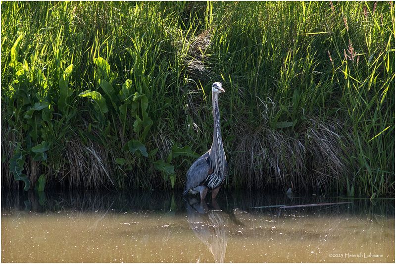 K3316683-Great Blue Heron.jpg