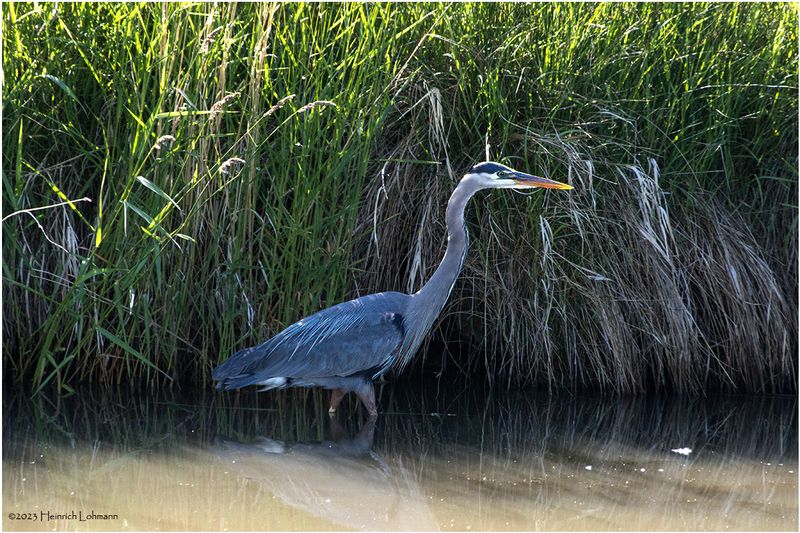 K3316714-Great Blue Heron.jpg