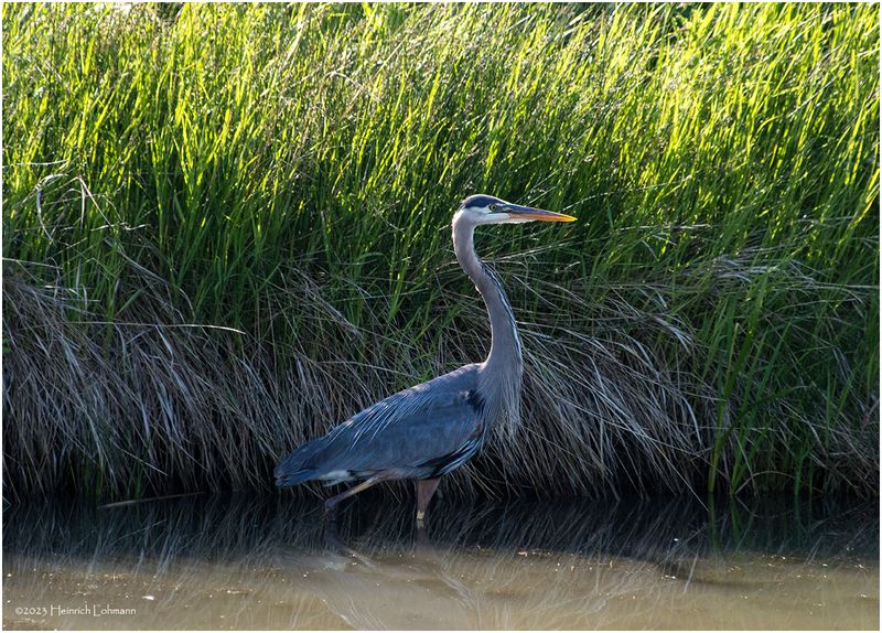 K3316727-Great Blue Heron.jpg