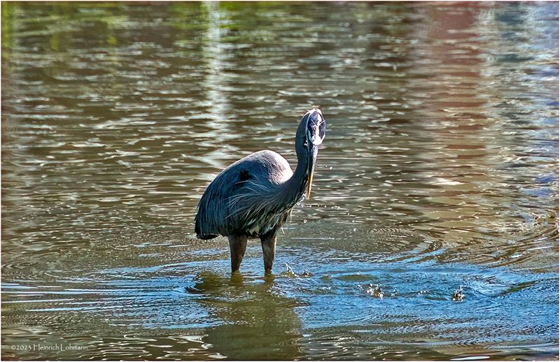 K3316799-Great Blue Heron.jpg