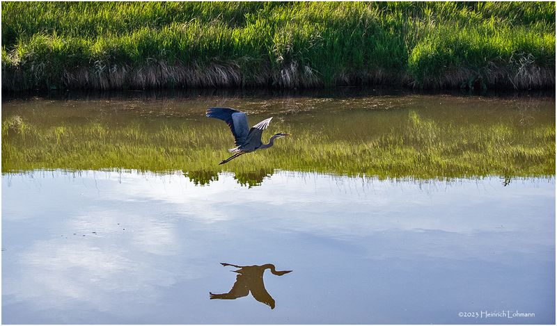 K4232837-Great Blue Heron.jpg