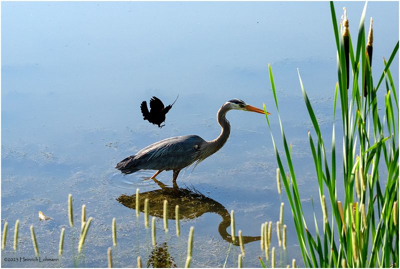 K4232918-Great Blue Heron.jpg