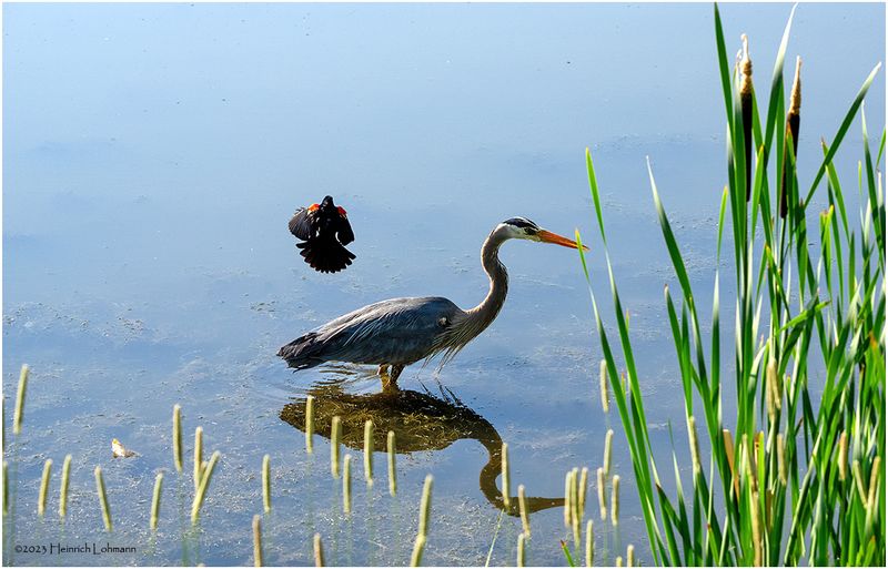 K4232920-Greay Blue Heron.jpg