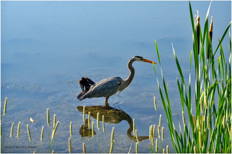 K4232922-Great Blue Heron.jpg