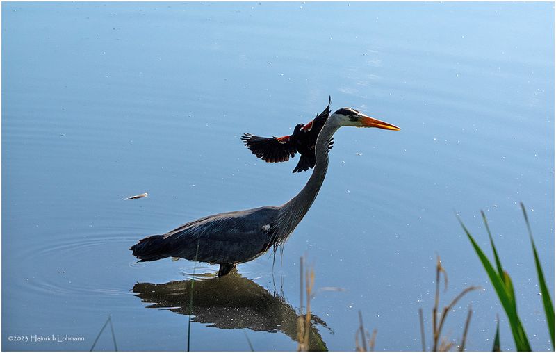 K4232949-Great Blue Heron.jpg