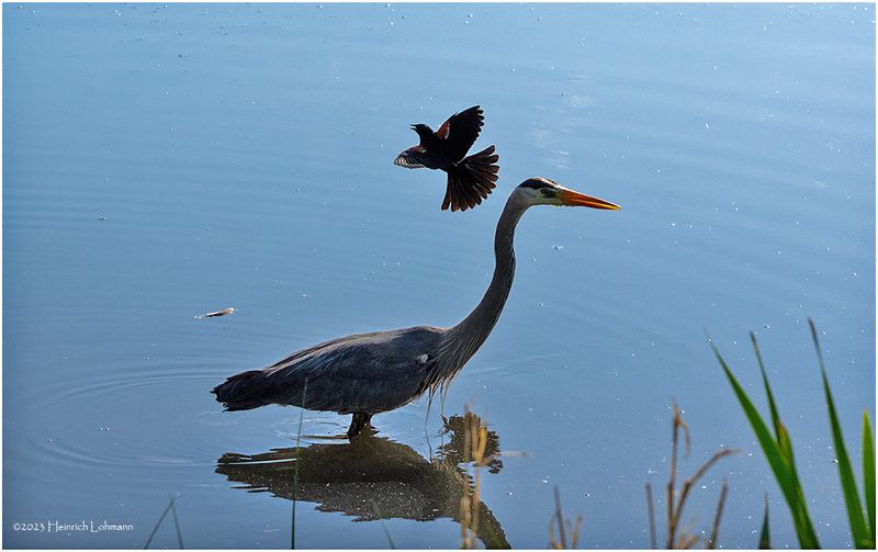K4232950-Great Blue Heron.jpg