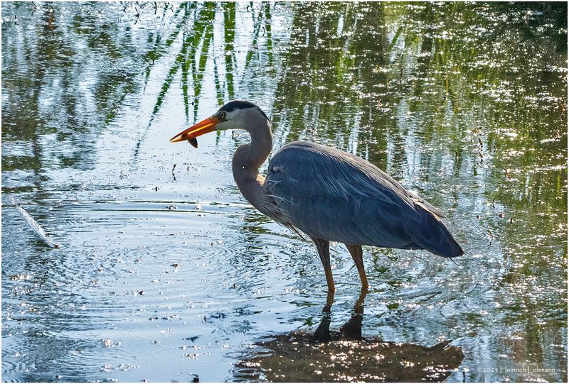 K4233044-Great Blue Heron.jpg