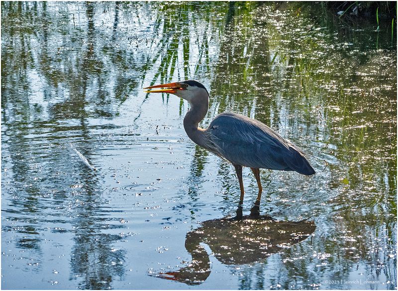 K4233045-Great Blue Heron.jpg