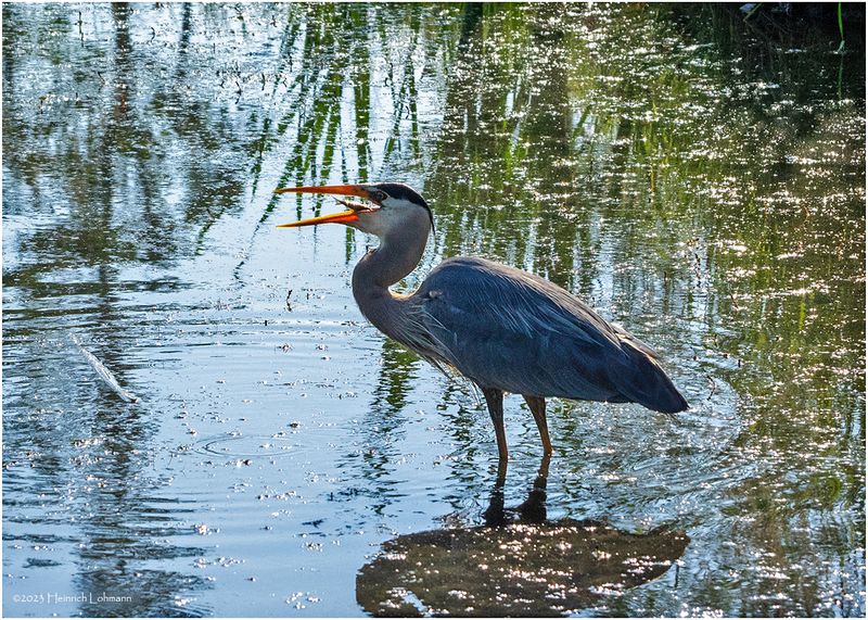 K4233046-Great Blue Heron.jpg