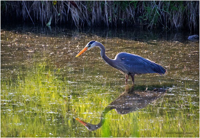K4233086-Great Blue Heron.jpg