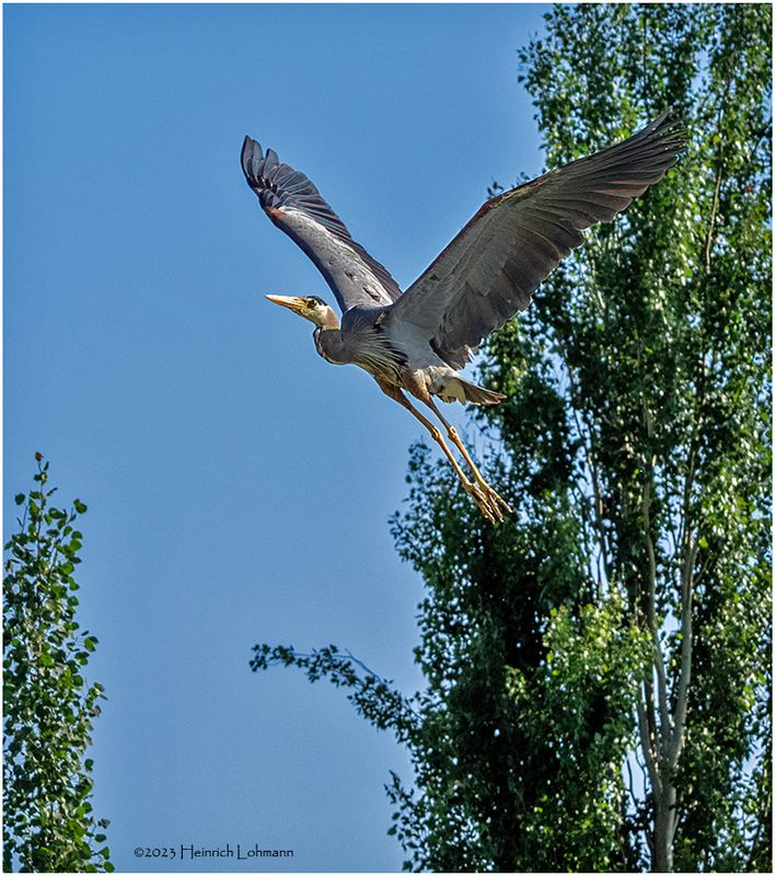 K4233092-Great Blue Heron.jpg