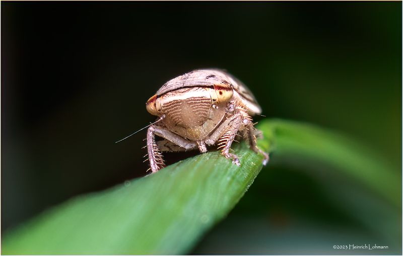 KF001500-Plant Bug Nymph.jpg