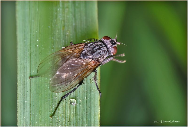 KF001864-Fly.jpg