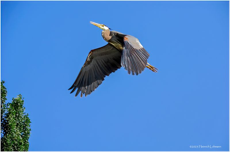 K4233097-Great Blue Herom.jpg