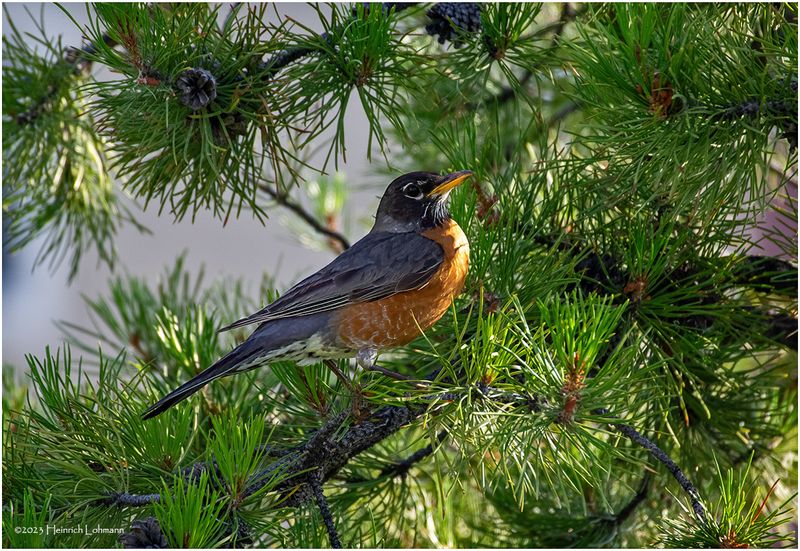 K4233111-American Robin.jpg