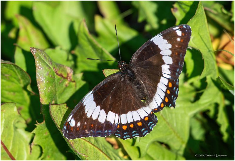 K4233231-White Admiral.jpg