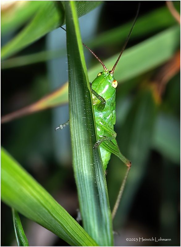 KF001944-Grasshopper nymph.jpg