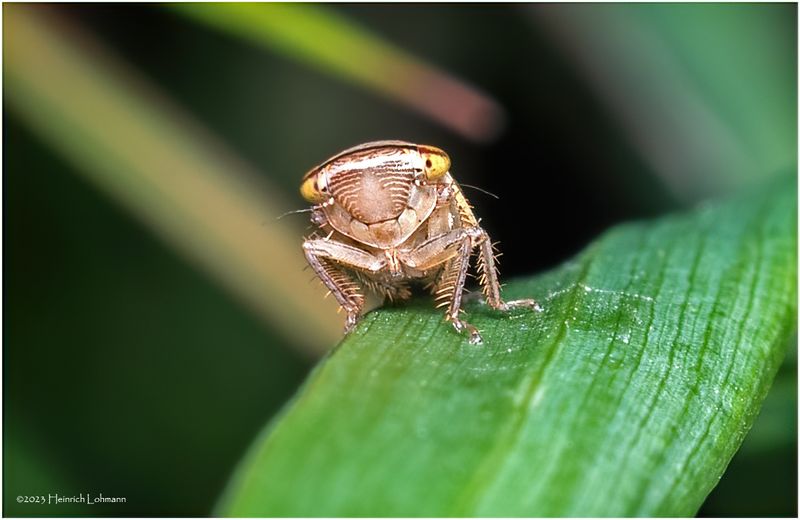 KF001947-Plant Bug nymph.jpg