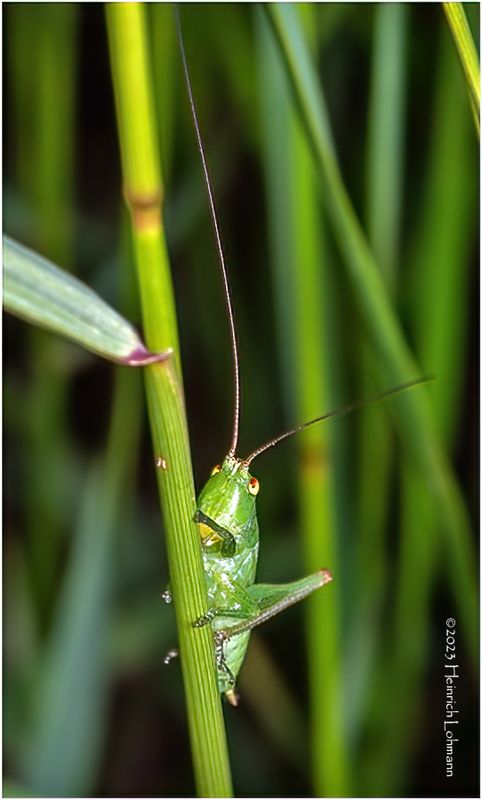 KF001967-Grasshopper Nymph.jpg