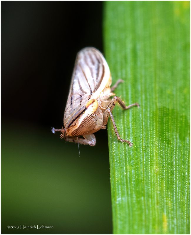 KF001981-Plant Bug Nymph.jpg