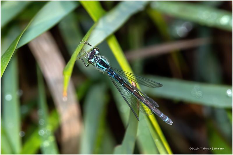KF001991-Damsel Fly.jpg