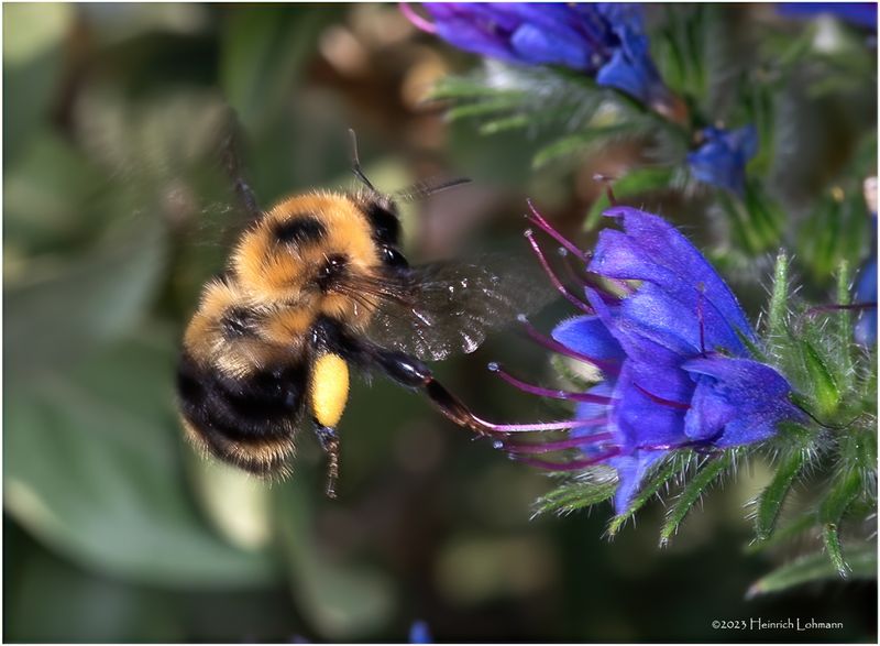 KF002086-Bumble Bee.jpg