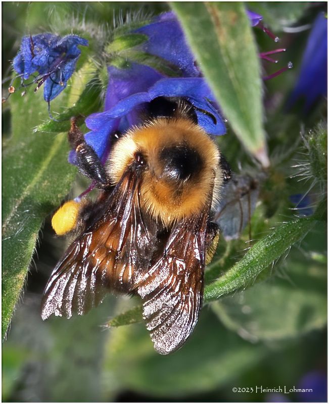 KF002091-Bumble Bee.jpg