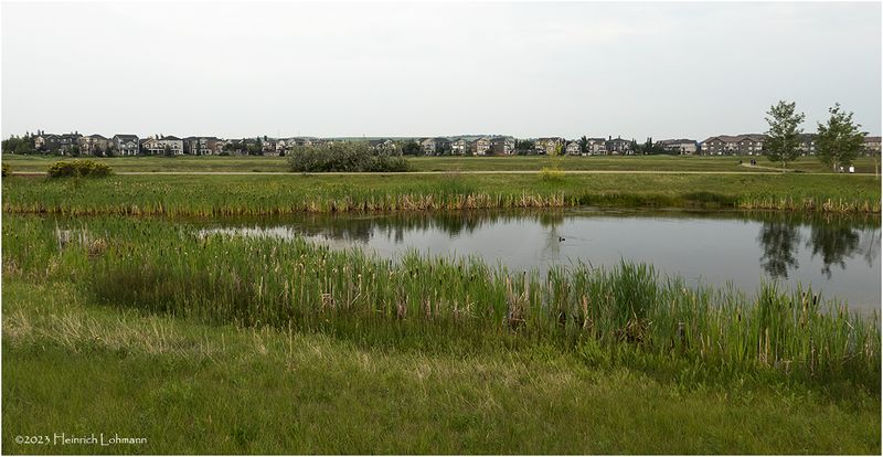 DSC09997-Airdrie.jpg