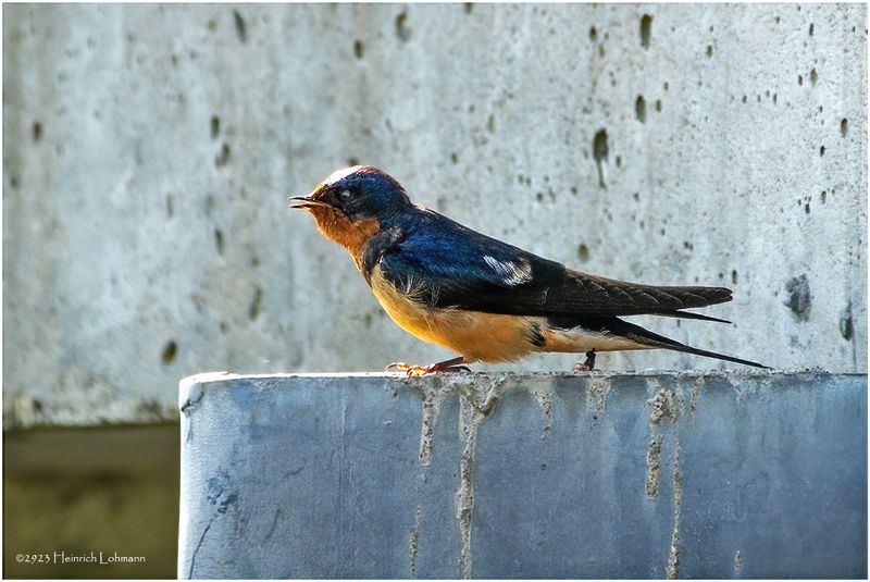 K3316989-Barn Swallow.jpg