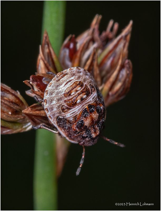 KF002157-unidentified tiny beetle.jpg
