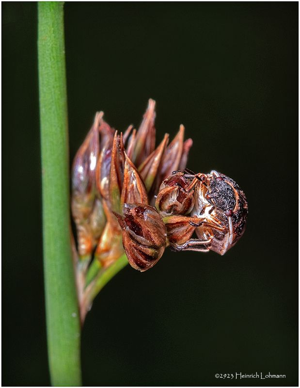 KF002159-unidentified tiny beetle.jpg