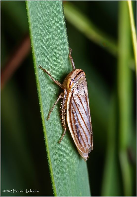 KF002215-Plant Bug Nymph.jpg
