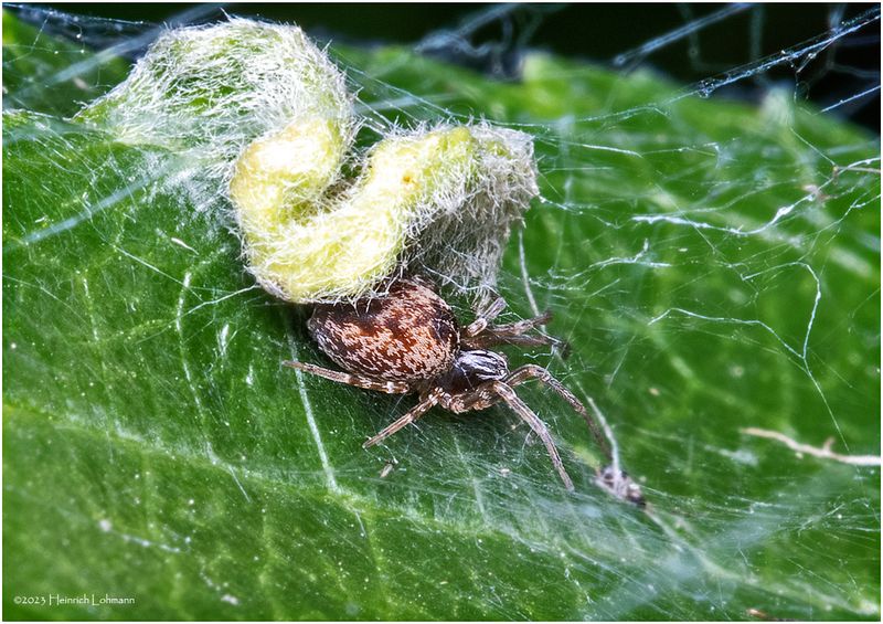KF002401-tiny spider.jpg