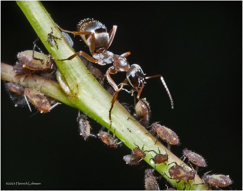KF002528-1-Ant Farm.jpg