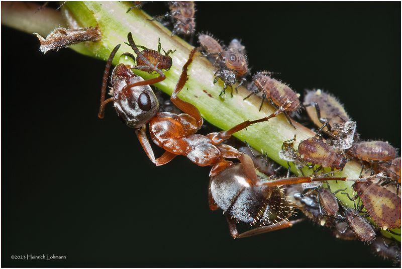KF002354-Ant Farm.jpg