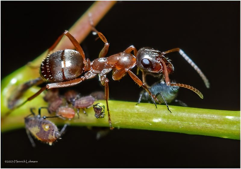 KF002290-Ant.jpg