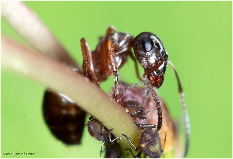 KF002306-small Ant.jpg