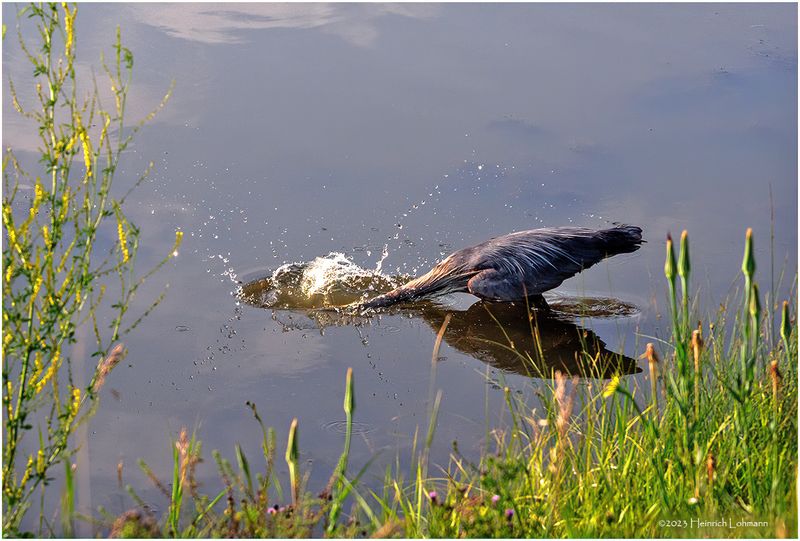 K4233419-Great Blue Heron.jpg