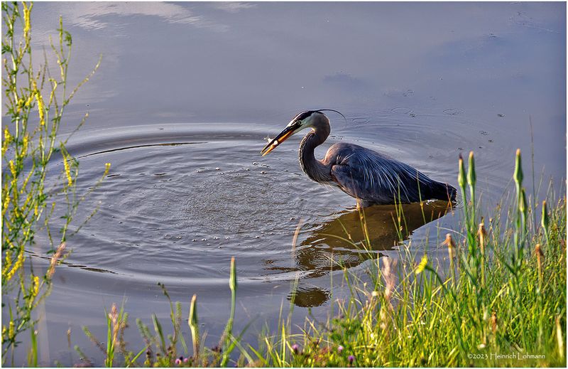K4233436-Great Blue Heron.jpg