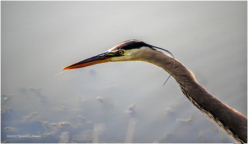 K4233460-Great Blue Heron.jpg